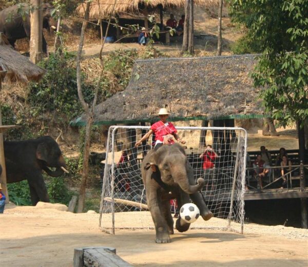 Elephantfootball